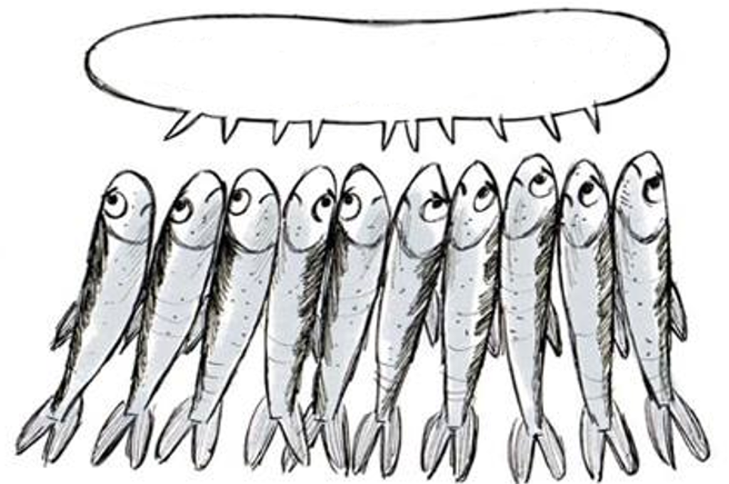 sardine