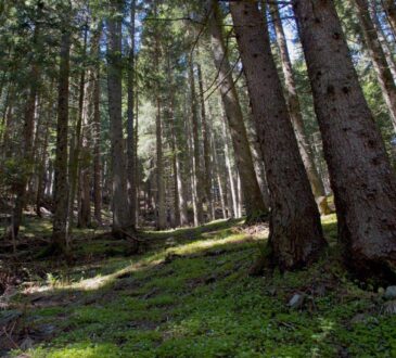 foreste vaia
