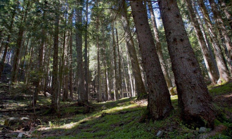 foreste vaia